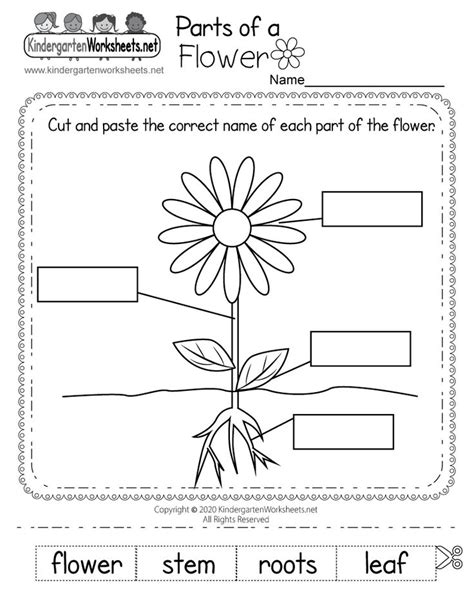 Parts of a Flower Worksheet for Kindergarten - Free Printable, Digital, & PDF Science Worksheets ...