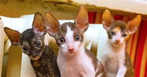 5 Things to Know About Cornish Rex Cats - Petful