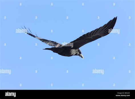 Raven in Flight Stock Photo - Alamy