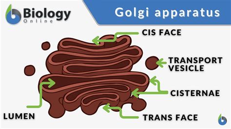 Golgi Apparatus Definition