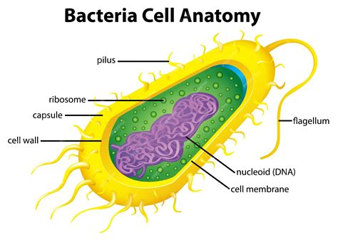 Bacterial Cell Structure