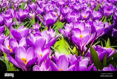 purple tulips background Stock Photo - Alamy