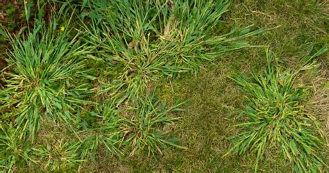 How to Kill Crabgrass Naturally (without killing your lawn) - Lawn Chick