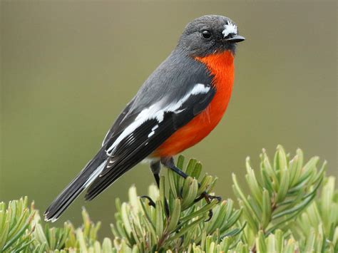 Flame Robin - eBird