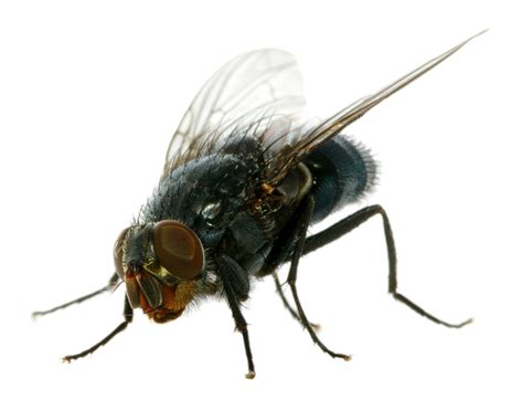 Common House Fly Extermination and Pest Control - Pest Free Living