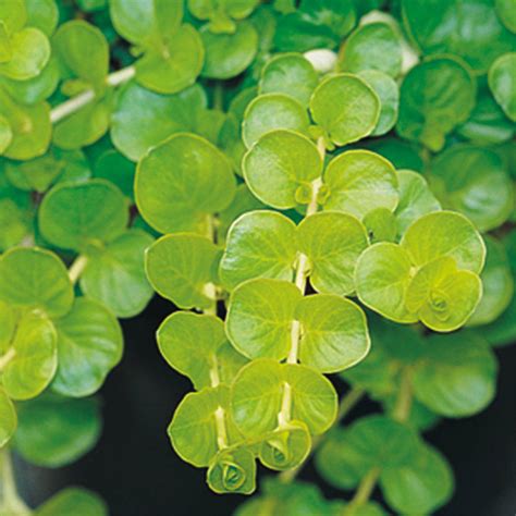 How to Grow Creeping Jenny, Your Ideal Fast-Growing Ground Cover - Sunset Magazine