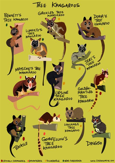 Green Humour: Tree Kangaroos