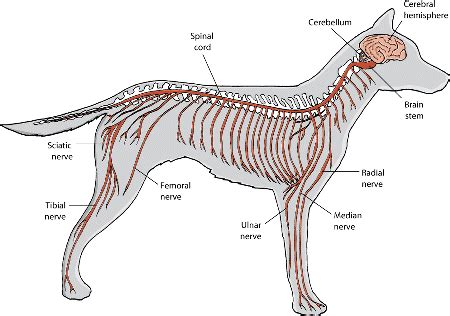 Parts of the Nervous System in Dogs - Dog Owners - Merck Veterinary Manual