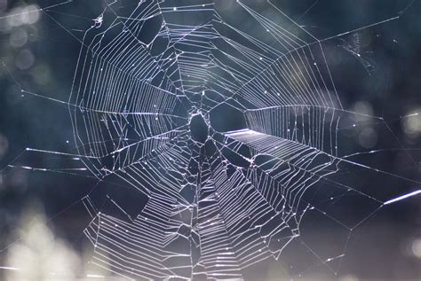 Image of spiders cobweb | CreepyHalloweenImages