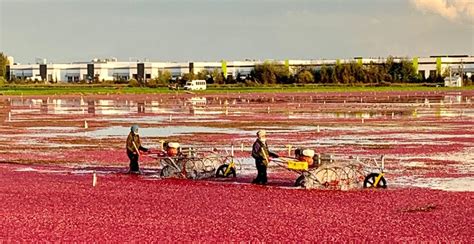 10 photos of this year's stunning cranberry harvest | Curated