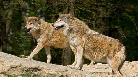 Are Wolves Carnivores? | Can They Eat Like Dogs? - EXOtella