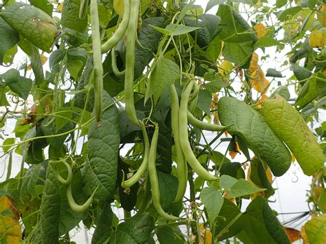 Beans: Planting, Growing, and Harvesting Bean Plants | The Old Farmer's Almanac