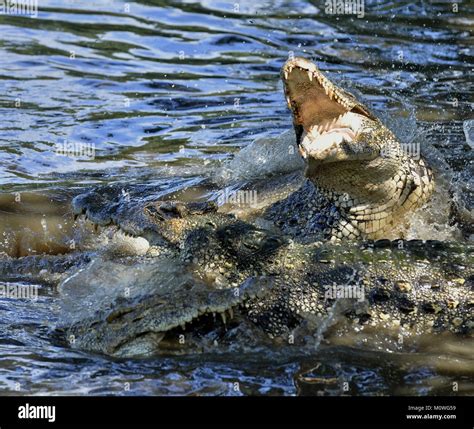 Attack crocodile. Cuban Crocodile (crocodylus rhombifer). The Cuban crocodile jumps out of the ...