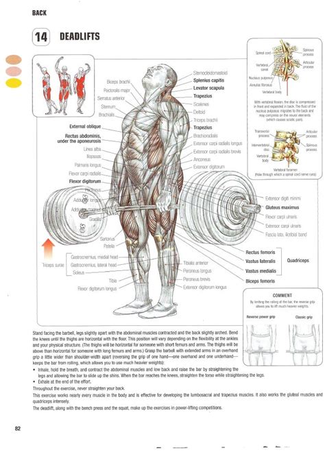 Strength Training Anatomy 2nd Edition