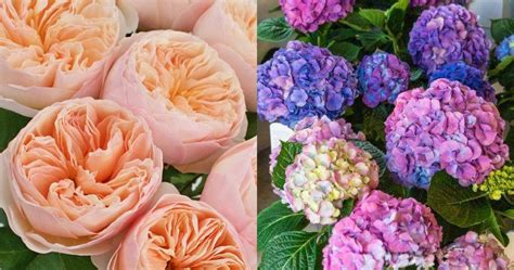 10 Most Expensive Flowers in The World | Super Floral