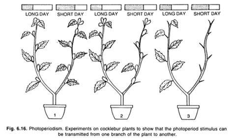 Photoperiodism: Flowering in Plants (Part I) : Plantlet