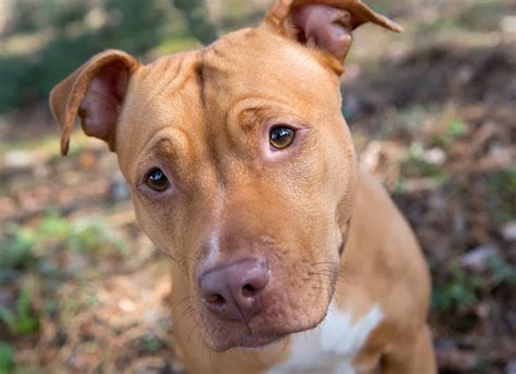 Shelter Dogs of Portland: "BRANDI" petite darling tan Pitbull