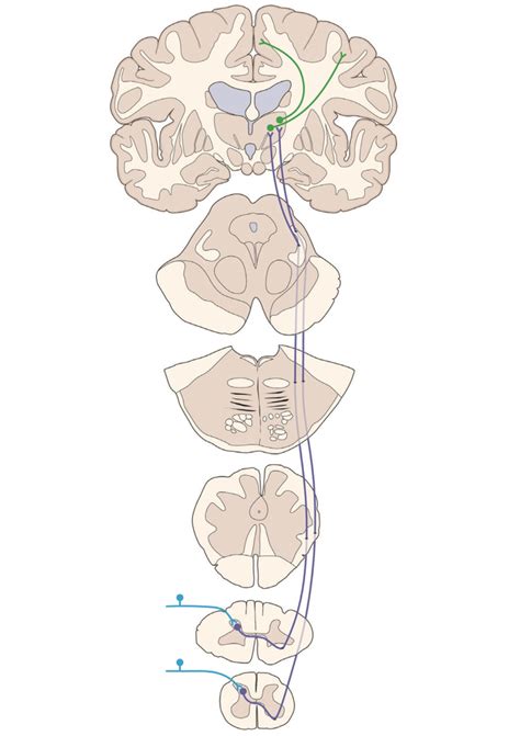 Spinothalamic tract Diagram | Quizlet