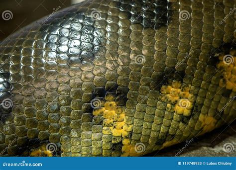 Anaconda Snake In Her Natural Habitat Stock Photography | CartoonDealer ...