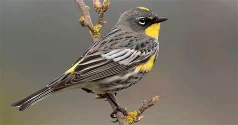 Yellow-rumped Warbler Identification, All About Birds, Cornell Lab of ...