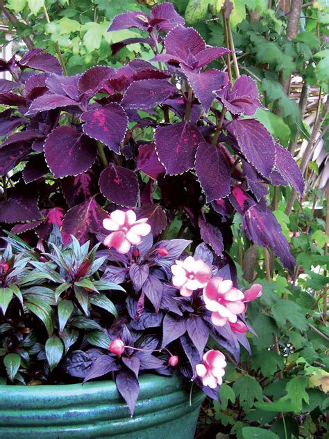 Plant some of these beauties for great garden color, even in shade - Sunset Magazine