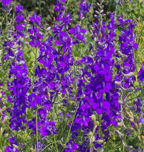 Rocket Larkspur Delphinium Seeds – West Coast Seeds