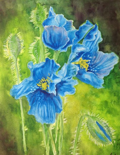 Himalayan Blue Poppies. V2. Watercolour. | Watercolor art, Poppies, Watercolor