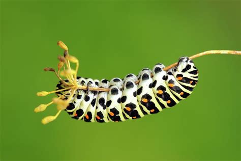 Old World Swallowtail Caterpillar Photograph by Heiti Paves - Fine Art America