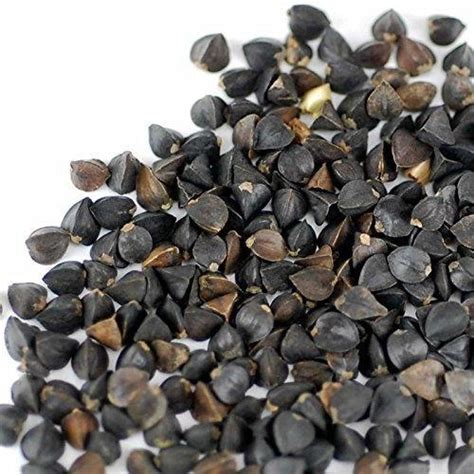 Buckwheat Seeds – West Coast Tropical