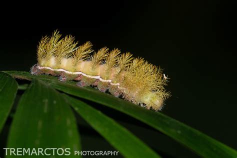 Silk Moth Caterpillar - TREMARCTOS