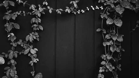 Gray Vine, ivy, liana, climber or creeper plant growth on black wooden wall with copy space on ...