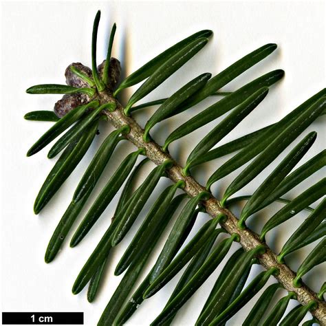 Abies balsamea - Trees and Shrubs Online