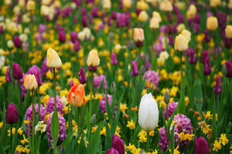 Purple And Yellow Tulips Free Stock Photo - Public Domain Pictures