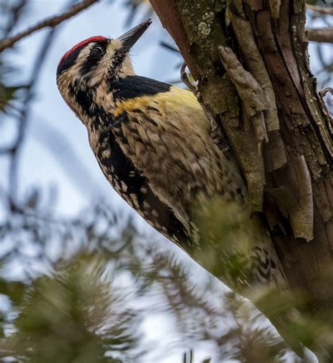 Everything You Need To Know About Woodpeckers In Michigan