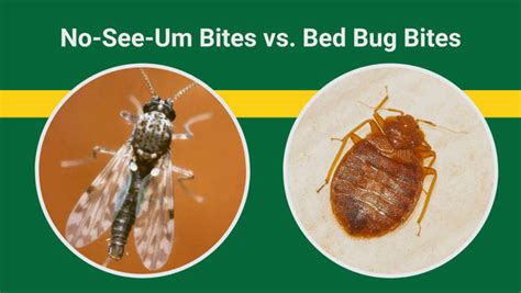 No-See-Um Bites vs. Bed Bug Bites | Best Bee Brothers