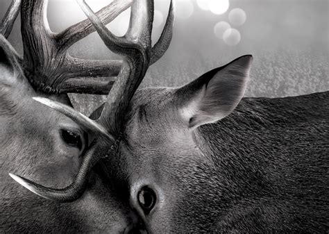 Deer, work in adobe photoshop height 300cm :: Behance