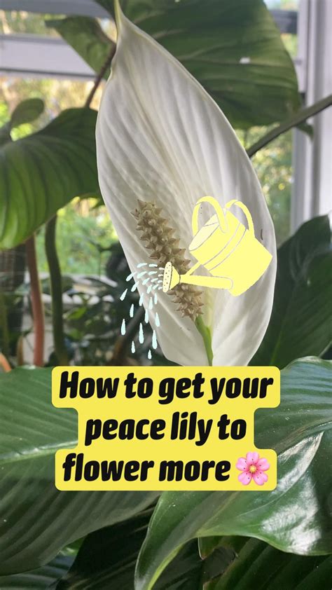 Peace lily care spathiphyllum growing tips 2023 guide – Artofit