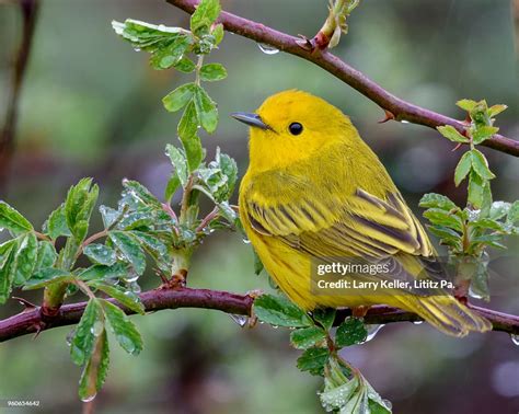 A Male Yellow Warbler During The Spring Migration In Pennsylvania High ...