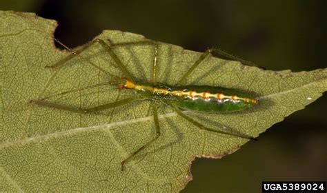 assassin bug (Zelus luridus)