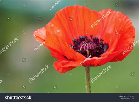 10,142 Oriental poppy flowers Images, Stock Photos & Vectors | Shutterstock