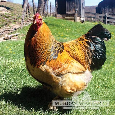 Murray McMurray Hatchery - Buff Brahmas