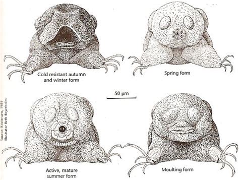 Tardigrade Anatomy