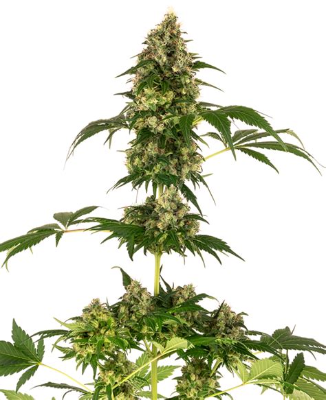 Sensi Seeds Research: New strains added