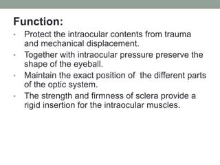 Anatomy of sclera | PPT