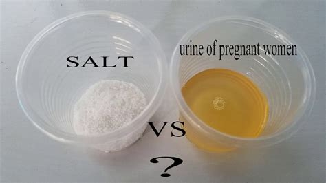 Diy Pregnancy Test For Dogs / At Home Pregnancy Test For Dogs ...