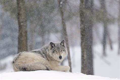 Download Snowfall Snow Winter Animal Wolf HD Wallpaper