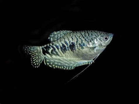 Blue Gourami Fish Care Guide | Fishkeeping World