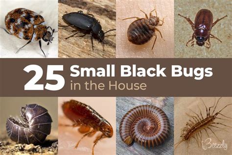 25+ Small Black Bugs In the House | With Pictures 2022 - Beezzly | House bugs, Bed bugs pictures ...