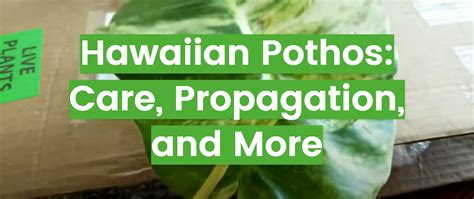 Hawaiian Pothos: Care, Propagation, and More - FlowersProfy