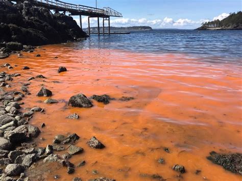 The apparent “red tide” around Bowen may look scary, but it’s not toxic ...